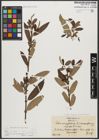 Foto von Salix triandra subsp. triandra L.